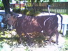 Cow