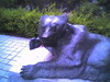 Grin N Bear